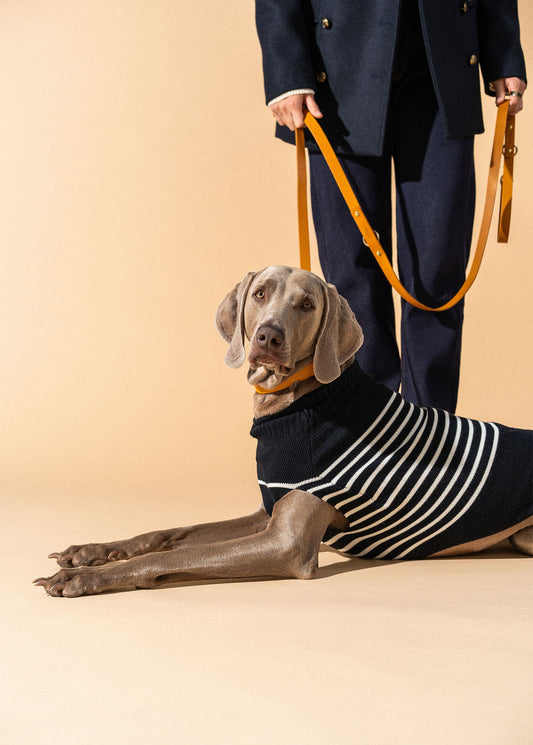 Saint James PARISIAN PUP SWEATER - Authentic Breton Striped Sweater for Dogs | Wool Blend (NAVY / IVORY)