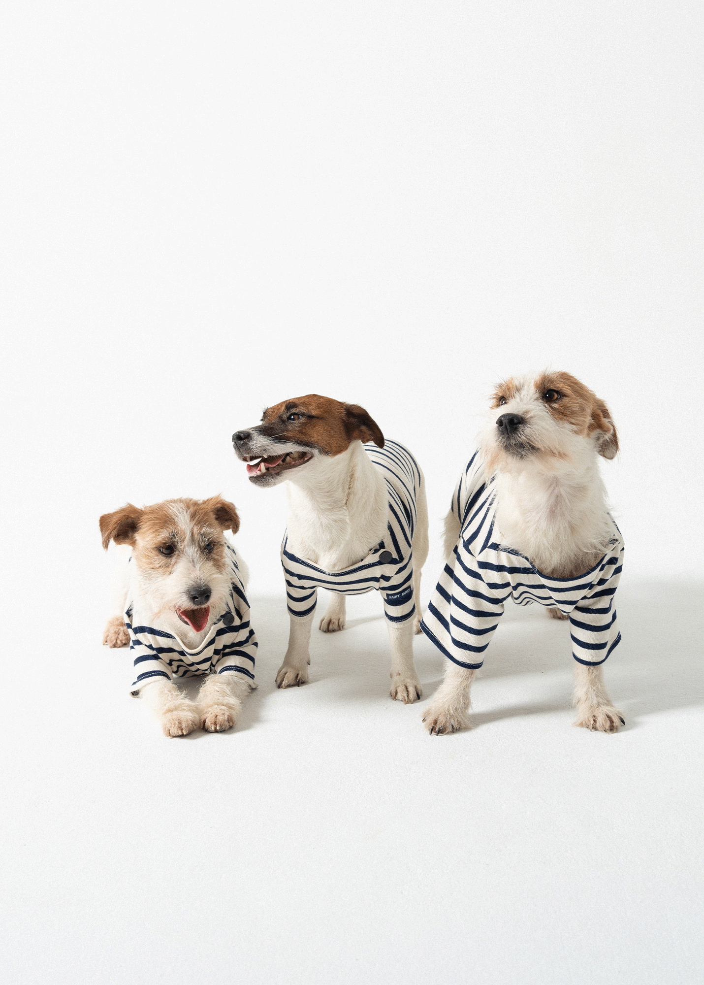 Saint James PARISIAN PUP SHIRT - Authentic Breton Shirt for Dog | Heavyweight Cotton (ECRU / NAVY)