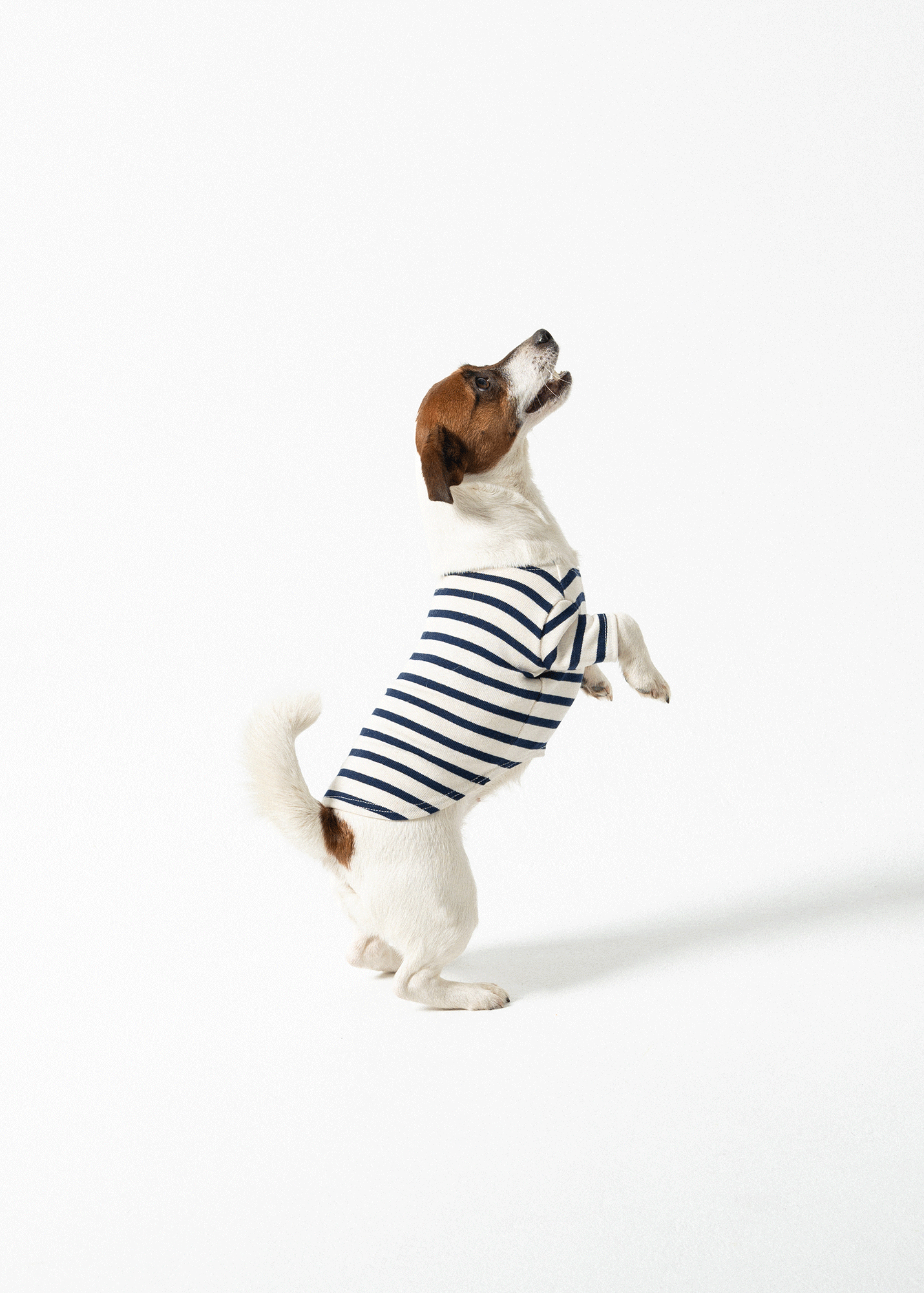 Saint James PARISIAN PUP SHIRT - Authentic Breton Shirt for Dog | Heavyweight Cotton (ECRU / NAVY)