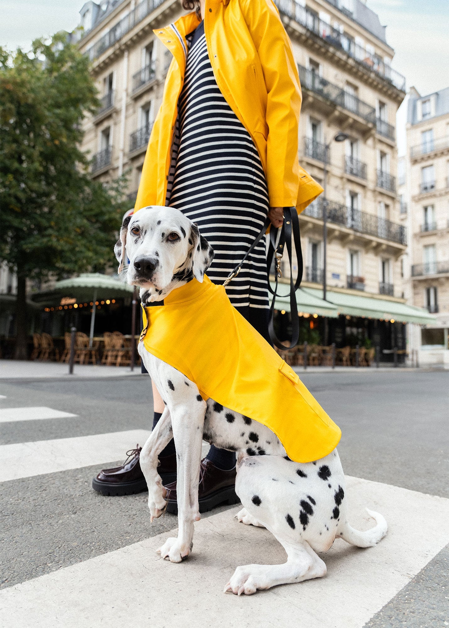 Saint James PARISIAN PUP RAINCOAT - Authentic Waterproof Raincoat for Dogs (YELLOW)