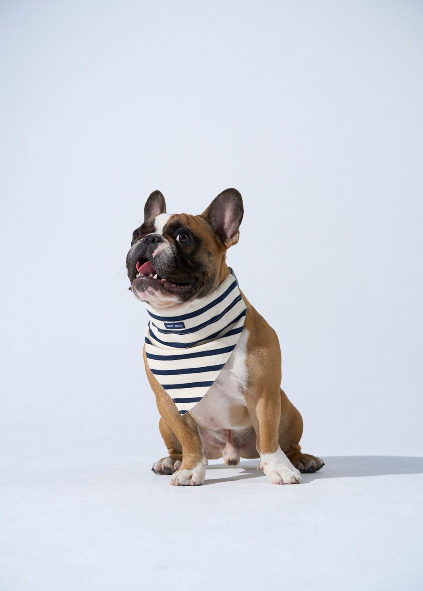 Saint James PARISIAN PUP Bandana (ECRU / NAVY)