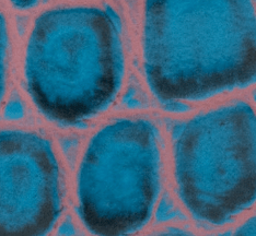 Johnnie-O Crocco Leather Embossed Belt